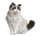 120 Best Ragdoll Cat Names – The Paws