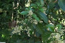 Image result for Trichilia