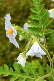 Image result for Solanum sisymbriifolium