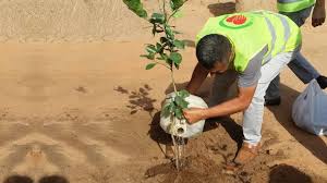Ağaç nasıl ve hangi şartlarda dikilir? Her Kurbana 1 Fidan Kardesime Armagan Yardimeli Dernegi
