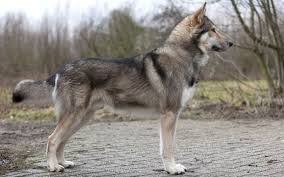 Pour qu'il ne se transforme pas en monstre face aux jeunes enfants et autres animaux domestiques, il faut canaliser ses instincts de chasseur et de prédateur . Chien Loup Tchecoslovaque Race De Chien Et Chiot