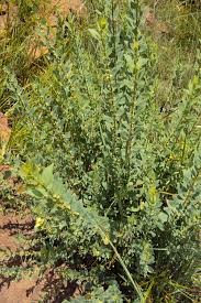 Image result for Clutia pulchella