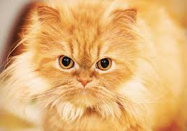 Here is a quick rundown of what you need to know to keep your young cat happy and healthy. Persian Cat