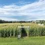 schartner Davis corn maze from newengland.com