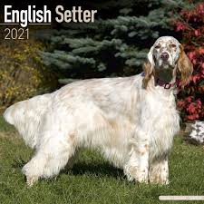 Find english setter puppies and breeders in your area and helpful english setter information. English Setter 2021 Original Avonside Kalender Mehrsprachig Kalender Wall Kalender Amazon De Avonside Publishing Bucher