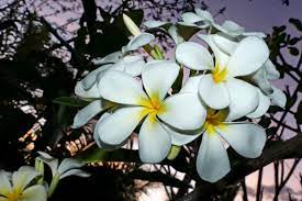 Plumeria Obtusa Fragrant Plant Plumeria Fragrant Flowers