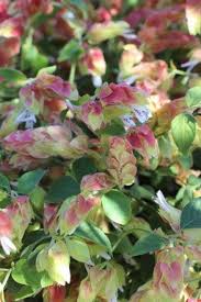 Image result for Justicia sp. A cf. engleriana