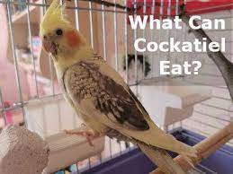 We did not find results for: What Can Cockatiels Eat List And Recommendations Cockatielreview