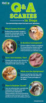 Image result for scabies dogs detail