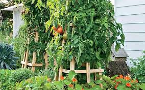 One of the best bamboo uses in the garden is to make trellises and cages out of them to support tomatoes and cucumbers. Best Tomato Trellis Tomato Cages Family Food Garden