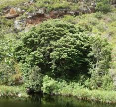 Image result for Podocarpus latifolius