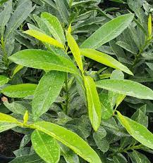 The owner was not sure if there was any difference between this and a skip cherr. West Coast Skip Laurel Prunus Laurocerasus West Coast Skip From Taylor S Nursery