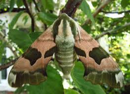 The best way to attract moths is to have a variety of nectar filled flowers in your garden and generally the same flowers that attract butterflies will also attract moths. How To Attract Hawk Moths To Your Garden Hubpages