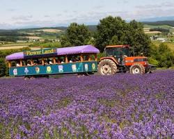 Flower Land 上富良野 拖拉車遊園的圖片