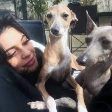 What Kind Of Dogs Does Kylie Jenner Have Meet Her Italian Greyhounds