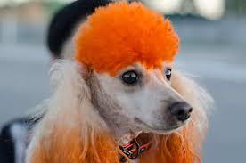 Some animals may even sustain burns or be fatally poisoned by the toxins. Is Hair Dye Safe For Dogs Hill S Pet