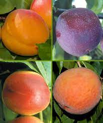 The fruit salad tree was developed in 1990 by the west family from new south wales, australia. Fruit Salad Tree Specialty Fruits Ison S Nursery Vineyard