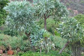 Image result for Cussonia paniculata