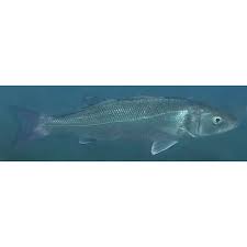 European seabass, European bass, sea bass, common bass, white bass,  capemouth, white salmon, sea perch, white mullet, sea dace, Loup de Mer