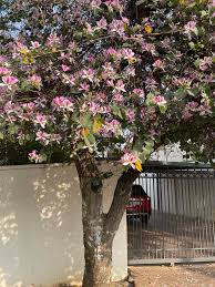 Image result for Brachycorythis lastii