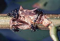 Image result for Oxyrhachis