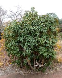 Image result for Englerophytum