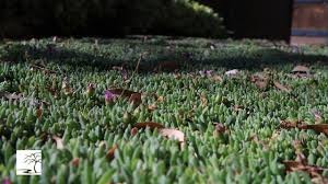 Check spelling or type a new query. Starcarpetlv Starcarpetlv Drought Tolerant Landscape Starcarpet