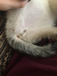 Fixing them will help them, but will not affect them negatively. Is My Kitty A Boy Or A Girl Cats