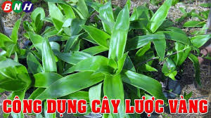 cay lược vang co tac dụng gi cong dụng chữa bệnh của la lược vang ngọ cay chua vang