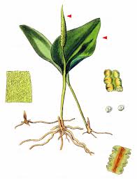 Image result for Ophioglossum thomasii