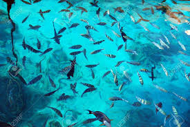 海魚 画像