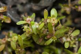 Image result for Elatinaceae