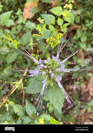 Image result for Lippia somalensis