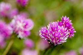Image result for Gomphrena globosa