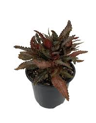 Image result for Pilea rivularis