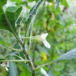 Image result for Impatiens burtonii
