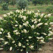 We did not find results for: Sugartina Crystalina Summersweet Clethra Alnifolia Clethra Alnifolia Flowering Shrubs Garden Shrubs