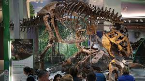 A pair of fossilised prehistoric irish giant deer or 'irish elk' antlers. What S Wrong With Buying A Dinosaur Bbc News
