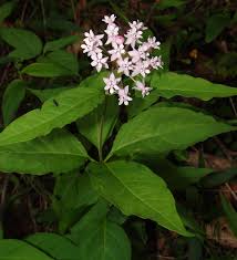 Image result for Asclepias buchwaldii