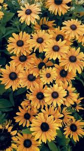 Pin By Dejia On Gira Sunflower Wallpaper Cute Wallpapers Aesthetic Wallpapers