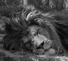 Pin By Amber Plemons On Diy Sleeping Lion Animals Beautiful Animals Wild