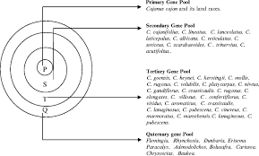 Image result for Adenodolichos