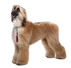 Maybe you would like to learn more about one of these? Afghan Hound Definition And Meaning Collins English Dictionary