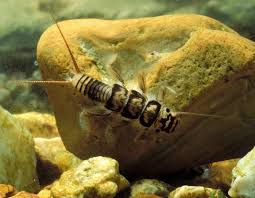 Image result for Nicolasia stenoptera