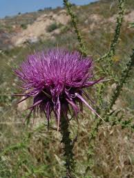 Image result for Hypericophyllum elatum