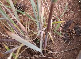 Image result for Eragrostis aethiopica