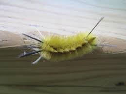 Black And Yellow Striped Caterpillar Poisonous Stinging Caterpillars In Georgia These Caterpillars Can Sting And It S Best To Avoid Handling Them National Parks Photo Photo Galleries