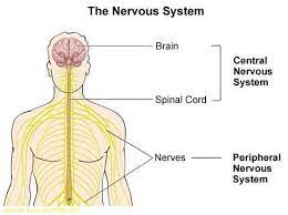 I cannot even work now, job is. Gk Quiz On Nervous System