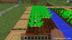 Brush off soil on potatoes before storing in a cool, dry and dark place. How To Make A Poisonous Potato In Minecraft