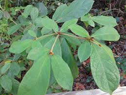 Image result for Terminalia phanerophlebia